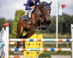 jumper Casa Fly PS (Oldenburg show jumper, 2015, from Casallco)