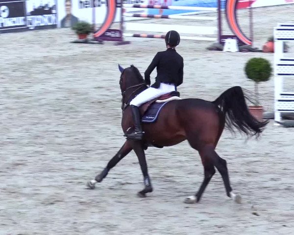 Reitturnier Westergellersen 2023
