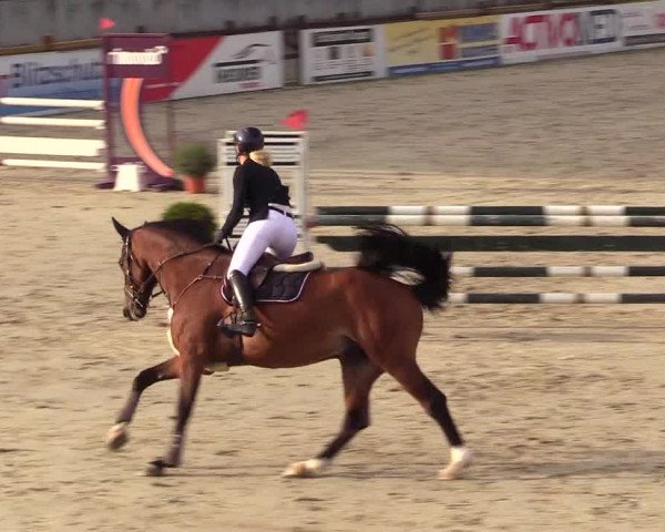 Reitturnier Westergellersen 2023