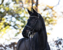 Cheval de dressage Good Luck (Westphalien, 2015, de Governor-Str)