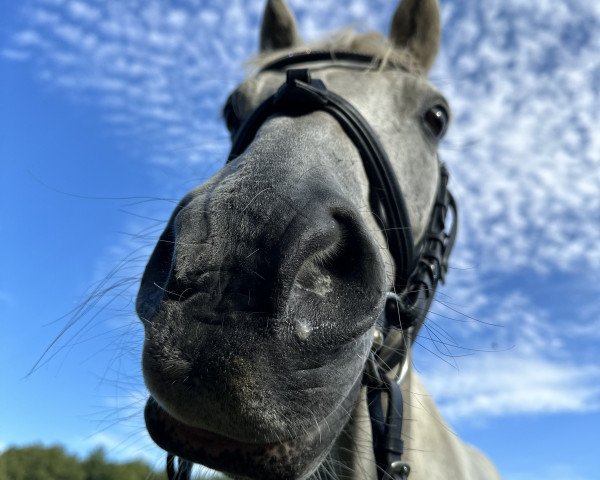 dressage horse Disney (unknown, 2013)