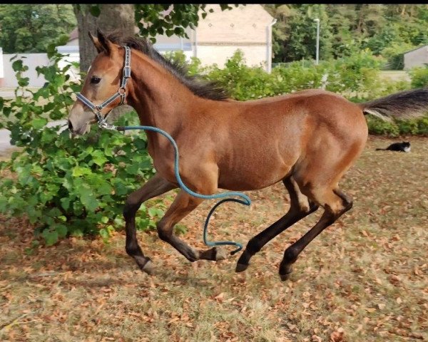 Deckhengst Ares von Robinson (Deutsches Reitpony, 2023, von Askari)