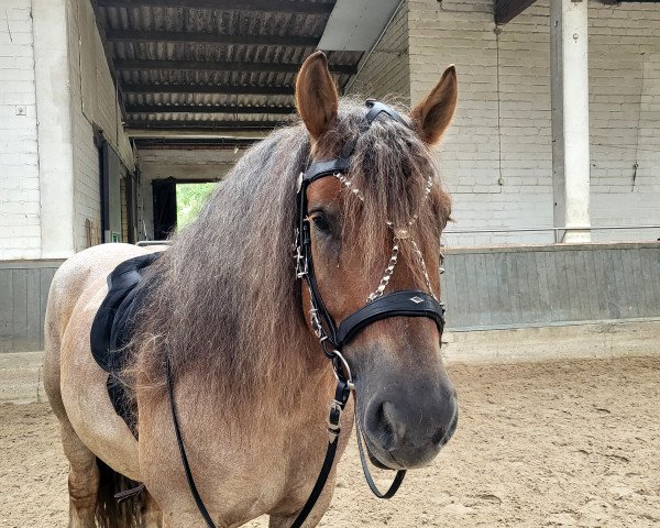 horse Filou Grand Coeur (Rhenish-German Cold-Blood, 2017, from Lindor) horse Filou Grand Coeur (Rhenish-German Cold-Blood, 2017, from Lindor)