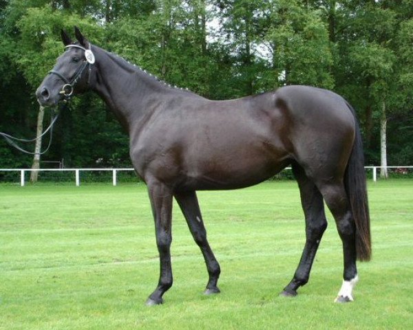 broodmare Florianne (Oldenburg, 2002, from De Niro)