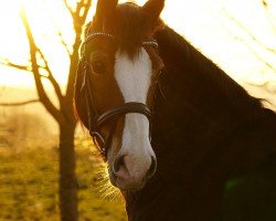 jumper Nebo Joshua Jones (Welsh-Cob (Sek. D), 2011, from Ruska Mab y Brenin)