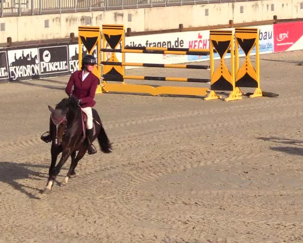 Reitturnier Westergellersen 2023