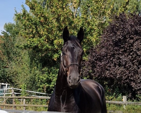 horse Don Maresco (German Sport Horse, 2020, from Don Royal)