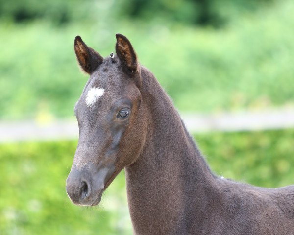 Pferd Fair Dinand (Deutsches Sportpferd, 2022, von Fair Deal)