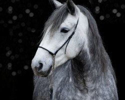 Caballo de salto Pummelfee (desconocido, 2017)