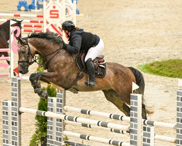 jumper Cogumelo (Holsteiner, 2016, from Colman)
