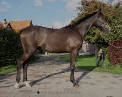 horse Hengst von Manoulito / Cornets Iberio (Westphalian, 2022, from Manoulito)
