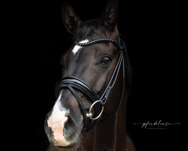 dressage horse Franzl (Oldenburg, 2017, from Fürst Grandios)