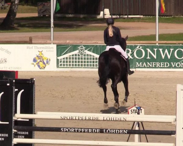Reitturnier Westergellersen 2023