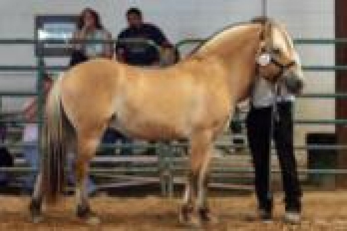 Semental GFF Jorgen (Caballo fiordo, 2004, de Bayshore Hardy)