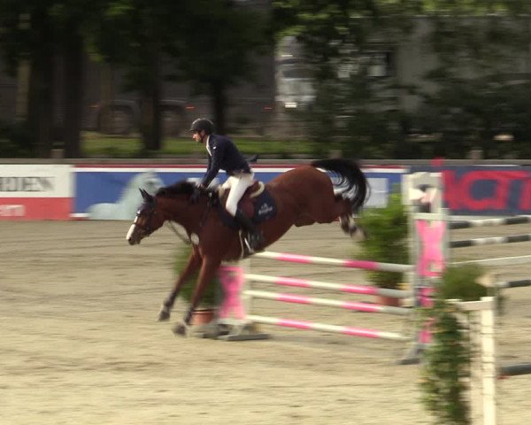 Reitturnier Westergellersen 2023