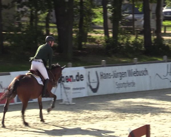 Reitturnier Westergellersen 2023