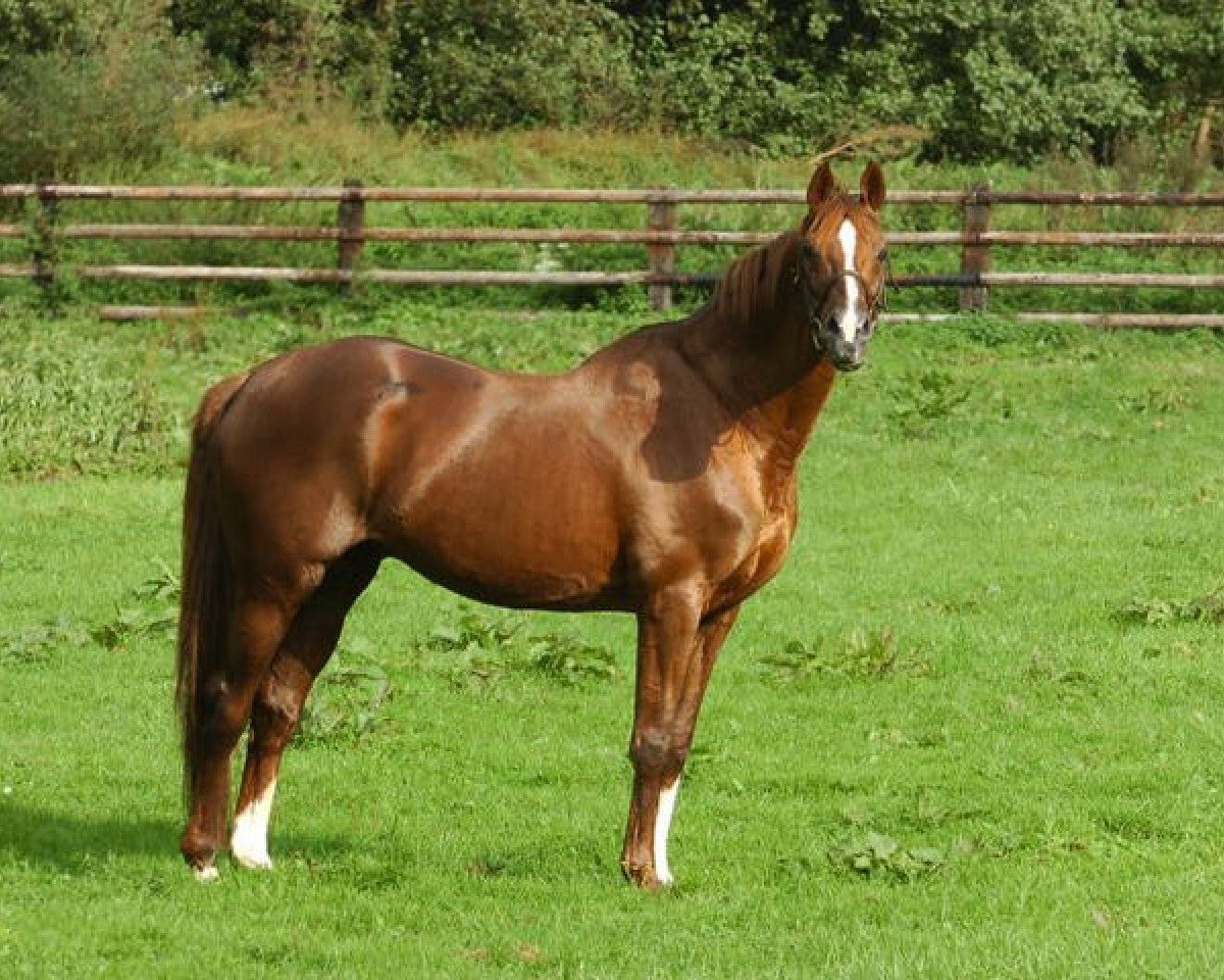 stallion Bright Silver xx (Thoroughbred, 1985, from Bright Cupid xx)