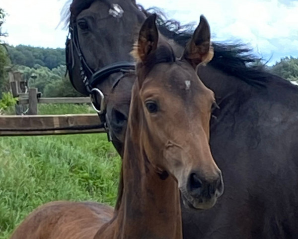 horse Stute von Colorit / Casall (Holsteiner, 2023, from Colorit)