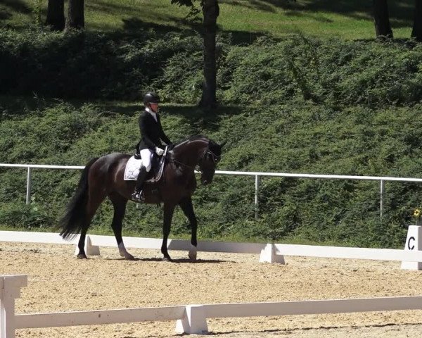 Reitturnier Westergellersen 2023