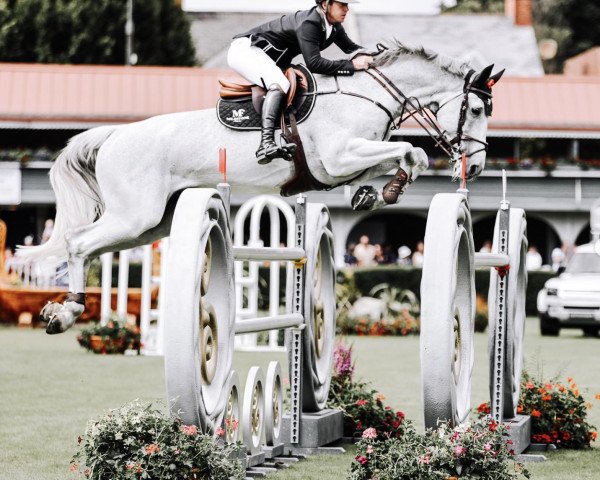 jumper Ti Amo B Z (Zangersheide riding horse, 2011, from Tolan R)