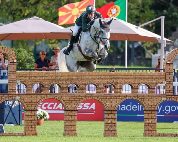 jumper Mila (Oldenburg show jumper, 2012, from Monte Bellini)