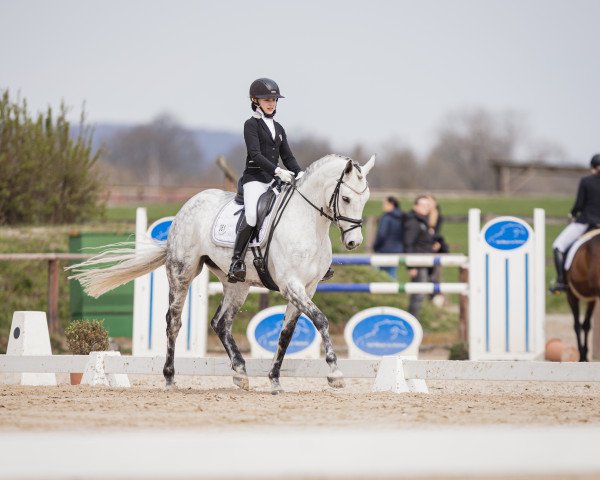 dressage horse La Luna Plata (Hanoverian, 2013, from Levisonn 208 FIN)
