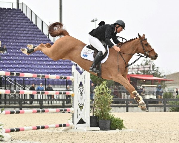 jumper Elusive (KWPN (Royal Dutch Sporthorse), 2009, from Rodrigoo VDL)