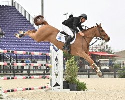 Springpferd Elusive (KWPN (Niederländisches Warmblut), 2009, von Rodrigoo VDL)