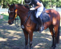 broodmare Scally 31 (German Riding Pony, 2011, from Mentano K)