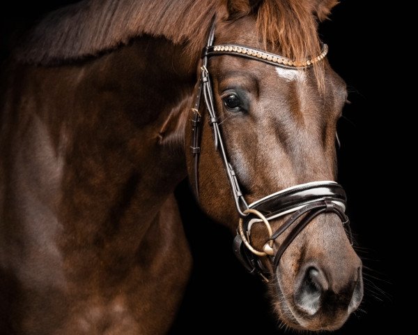 Springpferd Johnson's Joy (KWPN (Niederländisches Warmblut), 2016, von Glock's Johnson Tn)