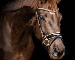 jumper Johnson's Joy (KWPN (Royal Dutch Sporthorse), 2016, from Glock's Johnson Tn)