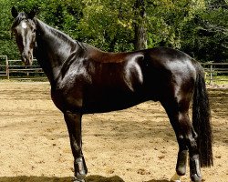 dressage horse Favorite Flavor (Hanoverian, 2019, from Florenz 71)