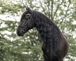 dressage horse Messou Bejou (Friese, 2011, from Mark E)