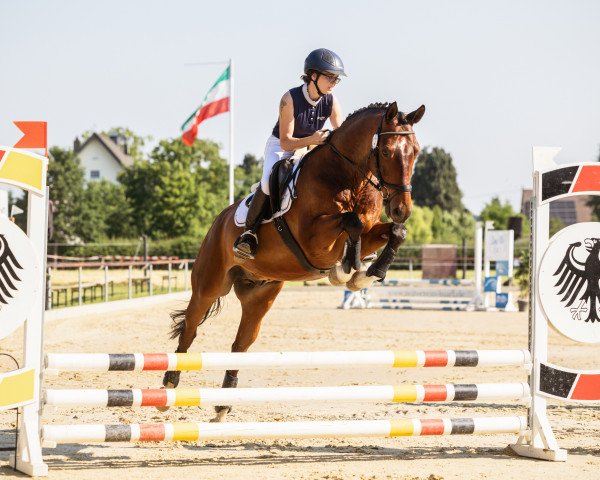 jumper Fidelio-E (Westphalian, 2012, from Franziskus FRH)