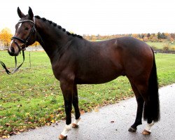 dressage horse Baron CQ (German Sport Horse, 2019, from Bon Amour 4)