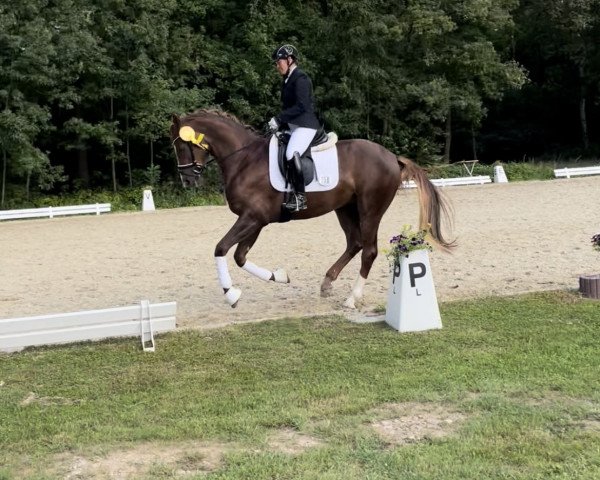Dressurpferd Falego (Hannoveraner, 2019, von Falihandro) Dressurpferd Falego (Hannoveraner, 2019, von Falihandro)