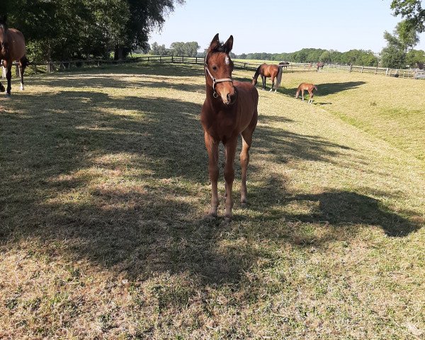 horse Primrose (Holsteiner, 2022, from Chinchero)