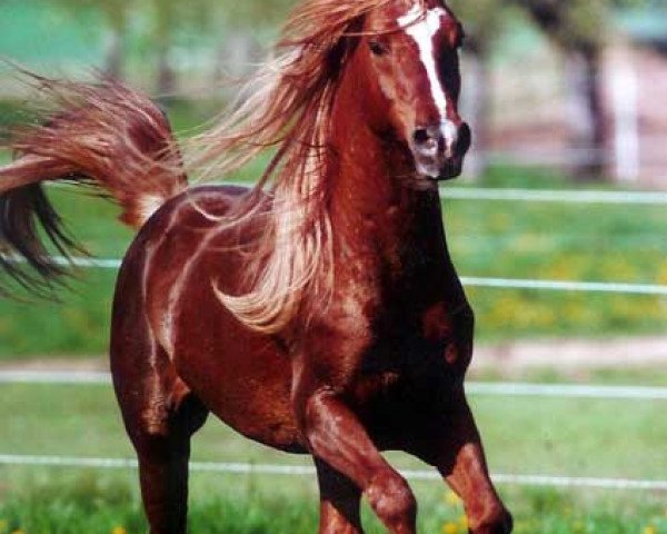 stallion Ibn Padron ox (Arabian purebred, 1992, from Padron 1977 ox)