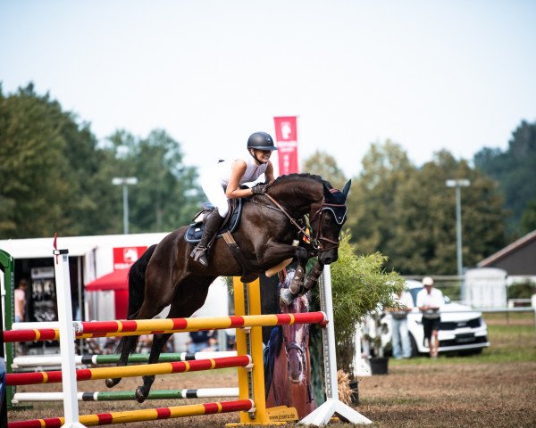 Springpferd Nozem 5 (KWPN (Niederländisches Warmblut), 2018, von Hampshire VDL)