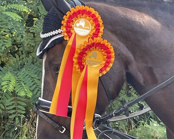 dressage horse Stella 1037 (German Riding Pony, 2007, from Cortino)