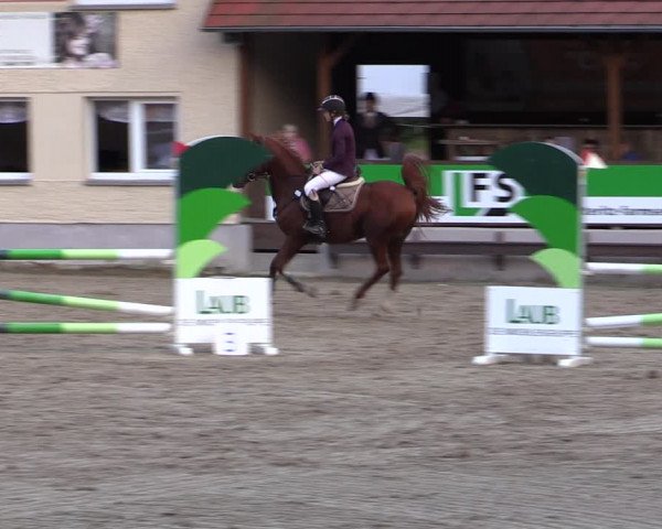Reitturnier Lgl.-Oberhain, B95 2021