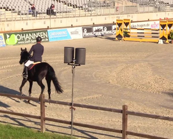 Reitturnier Westergellersen 2023