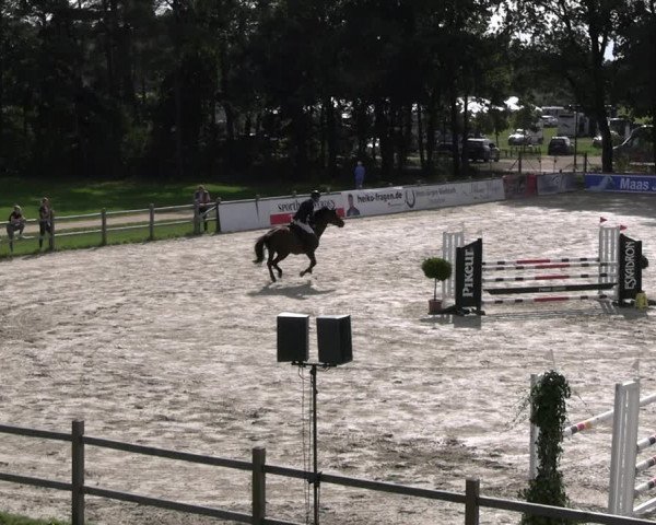 Reitturnier Westergellersen 2023