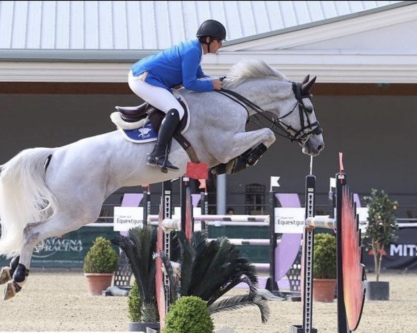 stallion Ufo 192 (KWPN (Royal Dutch Sporthorse), 2010, from Cornet Obolensky)