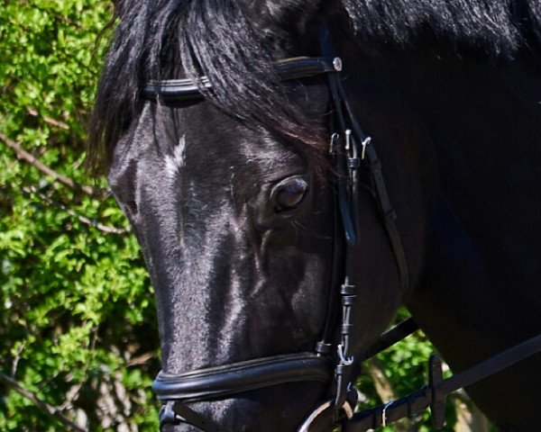 horse Damenstolz (Hanoverian, 2009, from Dauphin)