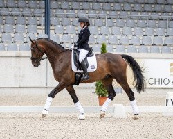 Dressurpferd My Total Dream (Hannoveraner, 2018, von DSP Marc Cain)