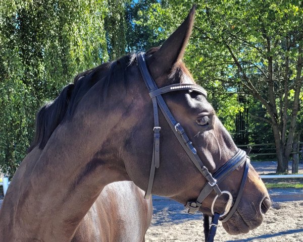 dressage horse Eichberg‘s Miss Saigon (Oldenburg, 2017, from E.H. Millennium)