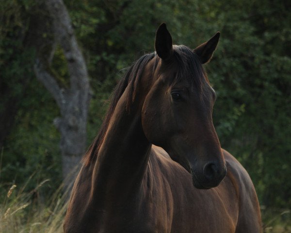 horse Tarik (Trakehner, 2021, from Integer)