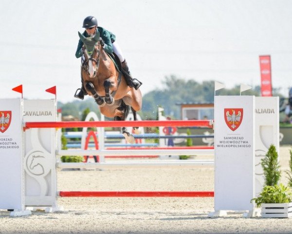 Springpferd La Vulkano L (Polnisches edles Halbblut, 2012, von Vulkan L)
