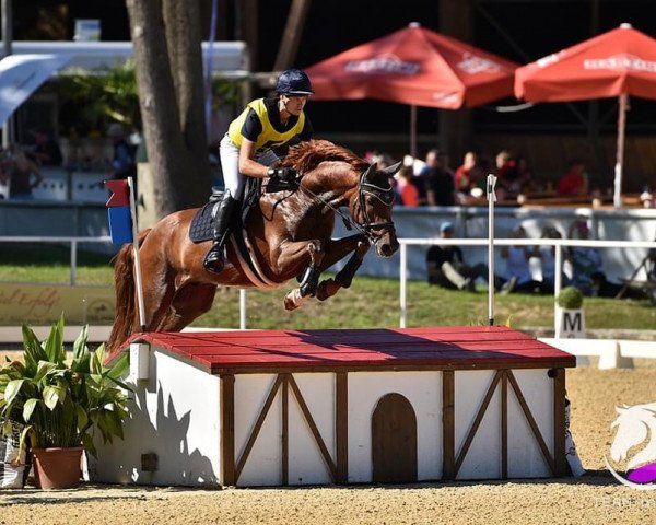 dressage horse Frühlingswind FH (Austrian Warmblood, 2017, from Farrell)